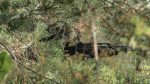Profline-militaar-Iisraeli-kiivrikate-5
